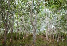 Know this? Every mile you drive destroys forests