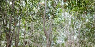 Know this? Every mile you drive destroys forests