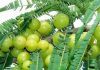 Amazing health benefits of Amalaki fruit