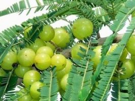 Amazing health benefits of Amalaki fruit