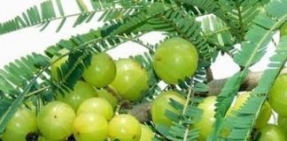 Amazing health benefits of Amalaki fruit