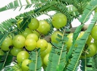 Amazing health benefits of Amalaki fruit