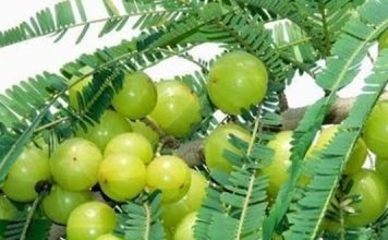 Amazing health benefits of Amalaki fruit