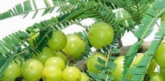 Amazing health benefits of Amalaki fruit