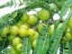 Amazing health benefits of Amalaki fruit