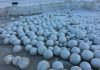 Nature surprises environmentalists – Giant snowballs appear on a beach snowballs