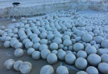 Nature surprises environmentalists – Giant snowballs appear on a beach snowballs