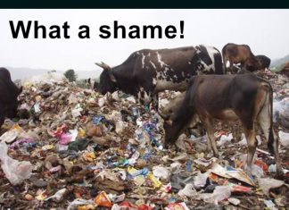 Pressing need for cattle conservation in modern India cow is not just another cattle