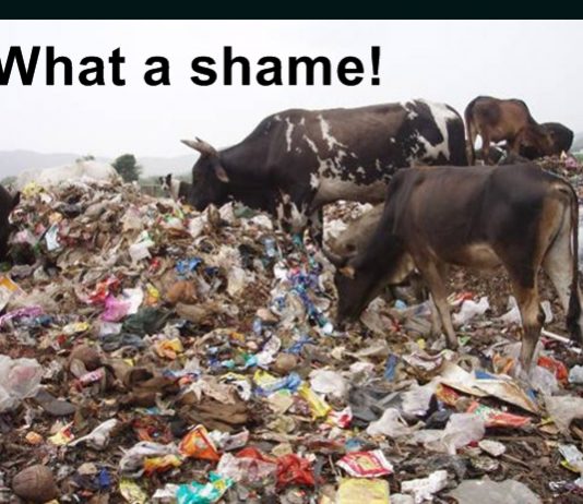 Pressing need for cattle conservation in modern India cow is not just another cattle