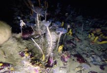 Colorful world found beneath the ice of Antarctica – More in store Beneath Antarctica ice