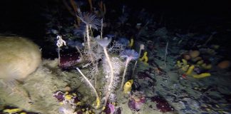 Colorful world found beneath the ice of Antarctica – More in store Beneath Antarctica ice