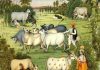 Glories of Cows and why Humans worship them cows