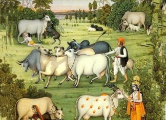 Glories of Cows and why Humans worship them cows