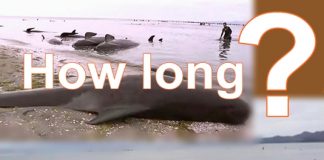 What caused the deaths of hundreds of Whales in New Zealand? Whales in danger