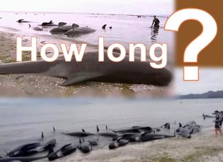 What caused the deaths of hundreds of Whales in New Zealand? Whales in danger