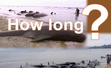 What caused the deaths of hundreds of Whales in New Zealand? Whales in danger