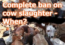 India’s unseen Rivers of Sorrow protect cows