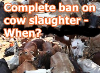 India’s unseen Rivers of Sorrow protect cows