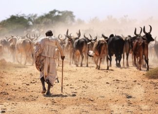 Temples for Cattle Protection in India cattles cows