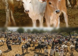 Congratulations India! Government imposes nationwide ban on sale of cows for slaughter cow sale for slaughter banned