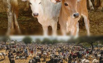Congratulations India! Government imposes nationwide ban on sale of cows for slaughter cow sale for slaughter banned