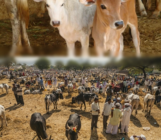 Congratulations India! Government imposes nationwide ban on sale of cows for slaughter cow sale for slaughter banned