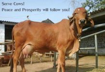 Why Complete ban on Cow slaughter in India is Crucial serve cow