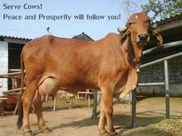 Why Complete ban on Cow slaughter in India is Crucial serve cow