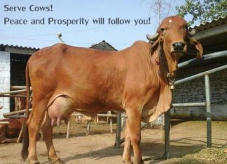 Why Complete ban on Cow slaughter in India is Crucial serve cow