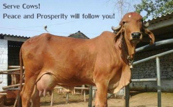 Why Complete ban on Cow slaughter in India is Crucial serve cow