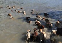 Real reason for Pathmeda Goshala tragedy pathmeda flood