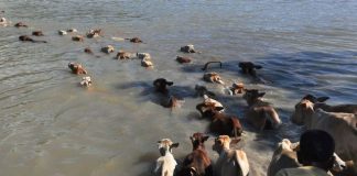 Real reason for Pathmeda Goshala tragedy pathmeda flood