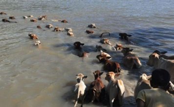 Real reason for Pathmeda Goshala tragedy pathmeda flood