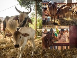 The Primary Citizens – A glimpse into Sri Mayapur Goshala mayapur goshala