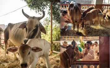 The Primary Citizens – A glimpse into Sri Mayapur Goshala mayapur goshala