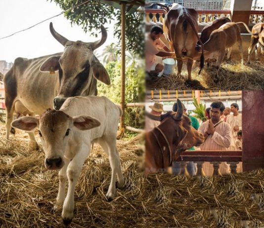 The Primary Citizens – A glimpse into Sri Mayapur Goshala mayapur goshala