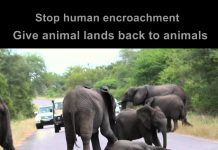 Need for Animal Shelters in India need for animal shelters