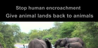 Need for Animal Shelters in India need for animal shelters