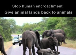 Need for Animal Shelters in India need for animal shelters